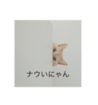 ちゃまりおねっと君（個別スタンプ：7）