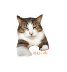 わが家のねこさま（個別スタンプ：1）