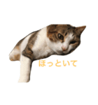 わが家のねこさま（個別スタンプ：2）