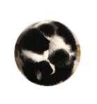 わが家のねこさま（個別スタンプ：4）