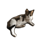 わが家のねこさま（個別スタンプ：5）