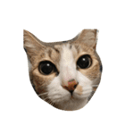 わが家のねこさま（個別スタンプ：6）