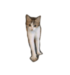 わが家のねこさま（個別スタンプ：7）