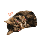 わが家のねこさま（個別スタンプ：11）