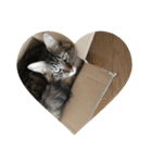 わが家のねこさま（個別スタンプ：13）