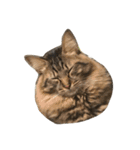 わが家のねこさま（個別スタンプ：14）
