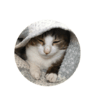 わが家のねこさま（個別スタンプ：15）