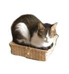 わが家のねこさま（個別スタンプ：16）