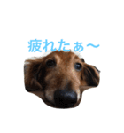 パル生活（個別スタンプ：4）