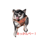 チワワのゴンちゃんGo！Go！Go！（個別スタンプ：3）