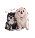 チワワのゴンちゃんGo！Go！Go！（個別スタンプ：6）