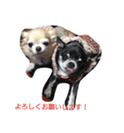 チワワのゴンちゃんGo！Go！Go！（個別スタンプ：8）
