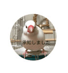 文鳥のみるくちゃん（個別スタンプ：1）