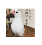 文鳥のみるくちゃん（個別スタンプ：2）