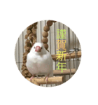 文鳥のみるくちゃん（個別スタンプ：3）