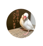 文鳥のみるくちゃん（個別スタンプ：4）