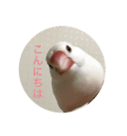 文鳥のみるくちゃん（個別スタンプ：5）