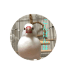 文鳥のみるくちゃん（個別スタンプ：6）