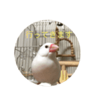 文鳥のみるくちゃん（個別スタンプ：7）