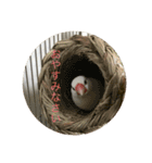 文鳥のみるくちゃん（個別スタンプ：8）