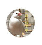 文鳥のみるくちゃん（個別スタンプ：9）