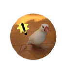文鳥のみるくちゃん（個別スタンプ：10）