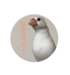 文鳥のみるくちゃん（個別スタンプ：11）
