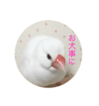 文鳥のみるくちゃん（個別スタンプ：12）