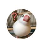 文鳥のみるくちゃん（個別スタンプ：13）