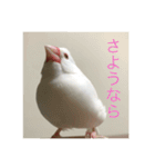 文鳥のみるくちゃん（個別スタンプ：14）