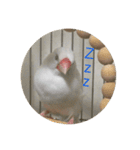 文鳥のみるくちゃん（個別スタンプ：16）