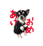 白黒チワワ けんけん（個別スタンプ：1）