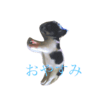 白黒チワワ けんけん（個別スタンプ：2）