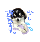 白黒チワワ けんけん（個別スタンプ：4）
