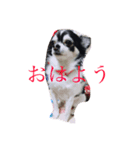 白黒チワワ けんけん（個別スタンプ：5）