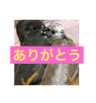 姫うずらNo.1（個別スタンプ：1）