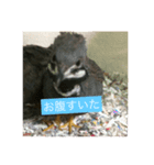 姫うずらNo.1（個別スタンプ：5）