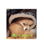 pomestamp-rain（個別スタンプ：4）