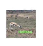 African Animalss（個別スタンプ：1）