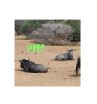 African Animalss（個別スタンプ：5）