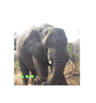 African Animalss（個別スタンプ：6）