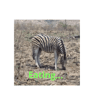 African Animalss（個別スタンプ：7）