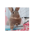 ♡ラルム♡（個別スタンプ：13）