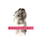 キャット キャット キャット（個別スタンプ：3）