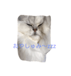 キャット キャット キャット（個別スタンプ：9）