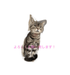 キャット キャット キャット（個別スタンプ：10）