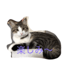 キャット キャット キャット（個別スタンプ：11）
