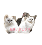 キャット キャット キャット（個別スタンプ：13）