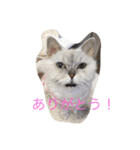キャット キャット キャット（個別スタンプ：14）