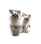 キャット キャット キャット（個別スタンプ：16）